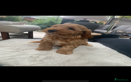 Australian Labradoodle dogs for sale: DNA Tested Miniature Labradoodle puppies  in Cottingham - Image 3