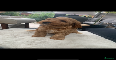 Australian Labradoodle dogs in Cottingham - Advert 1