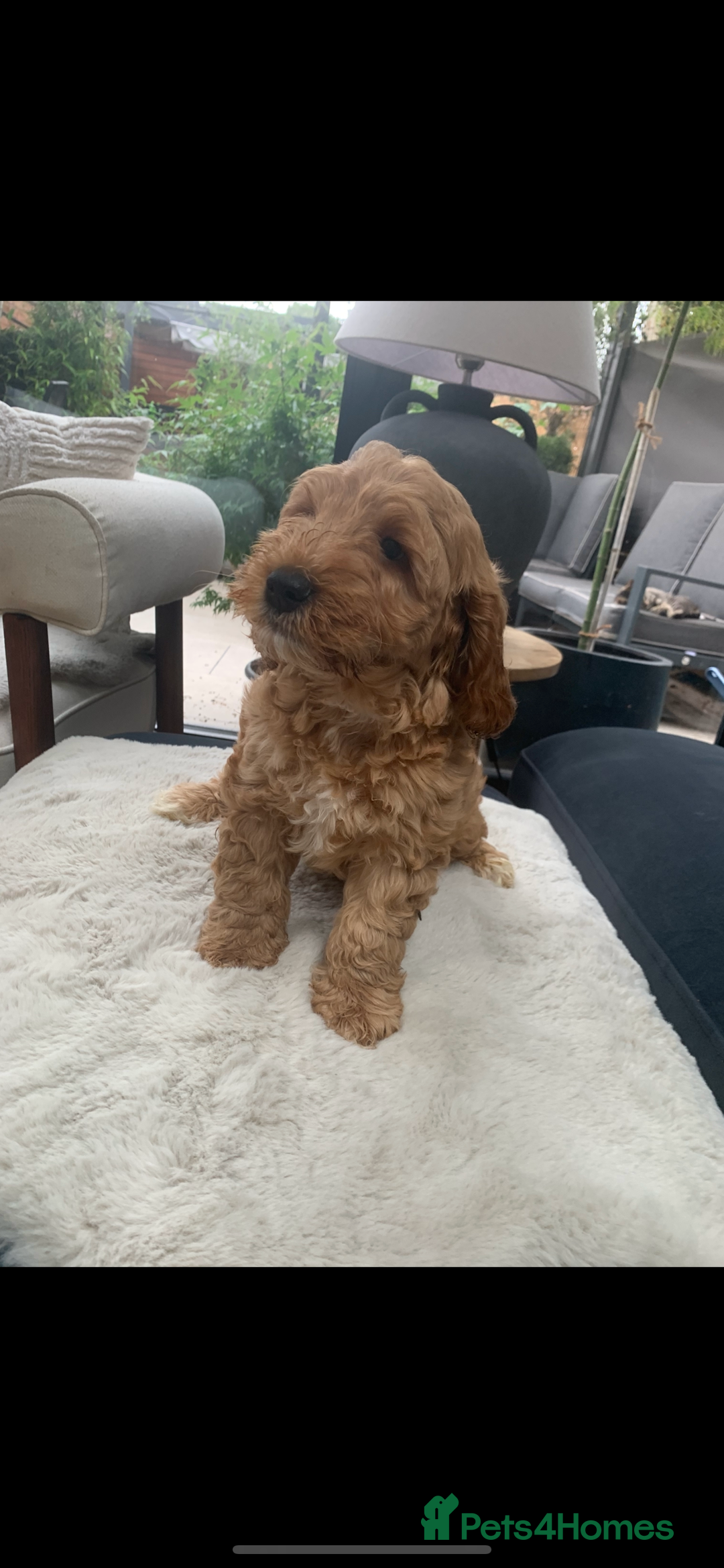 Australian Labradoodle dogs for sale: DNA Tested Miniature Labradoodle puppies  in Cottingham - Image 3