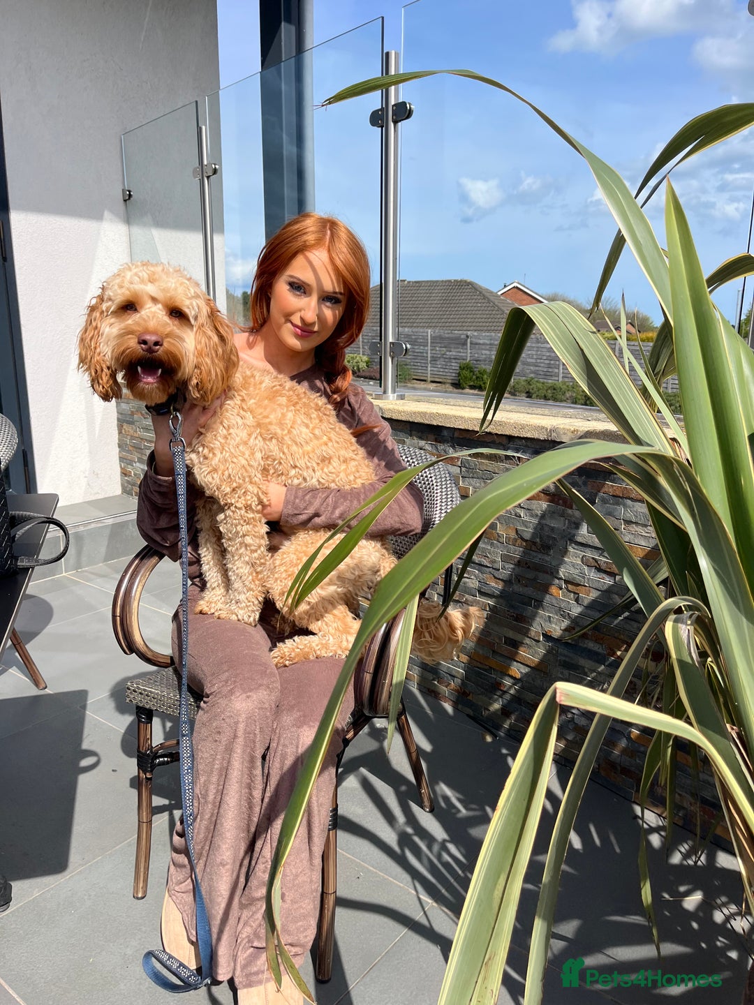 Cockapoo dogs for stud: Rufus - Advert 7