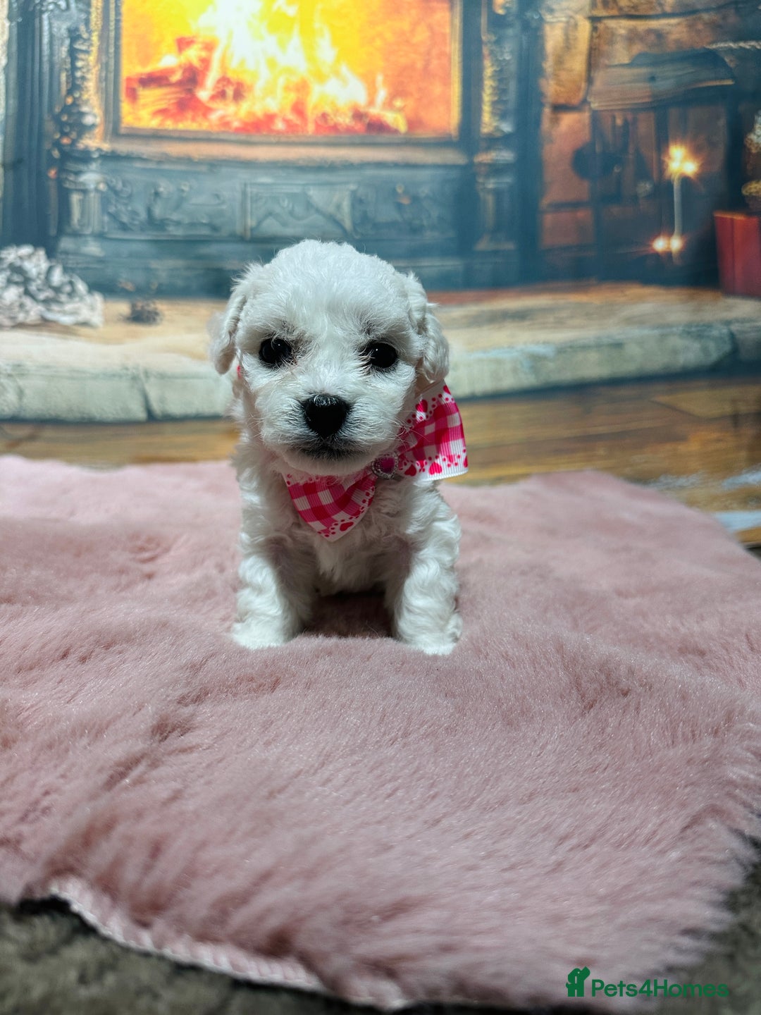 Bichon Frise dogs for sale: Pure Pedigree Champion Bloodline Bichon Frise  - Advert 21