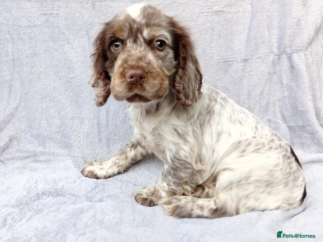 Cocker Spaniel dogs for sale: Cocker spaniel puppies. - Advert 2