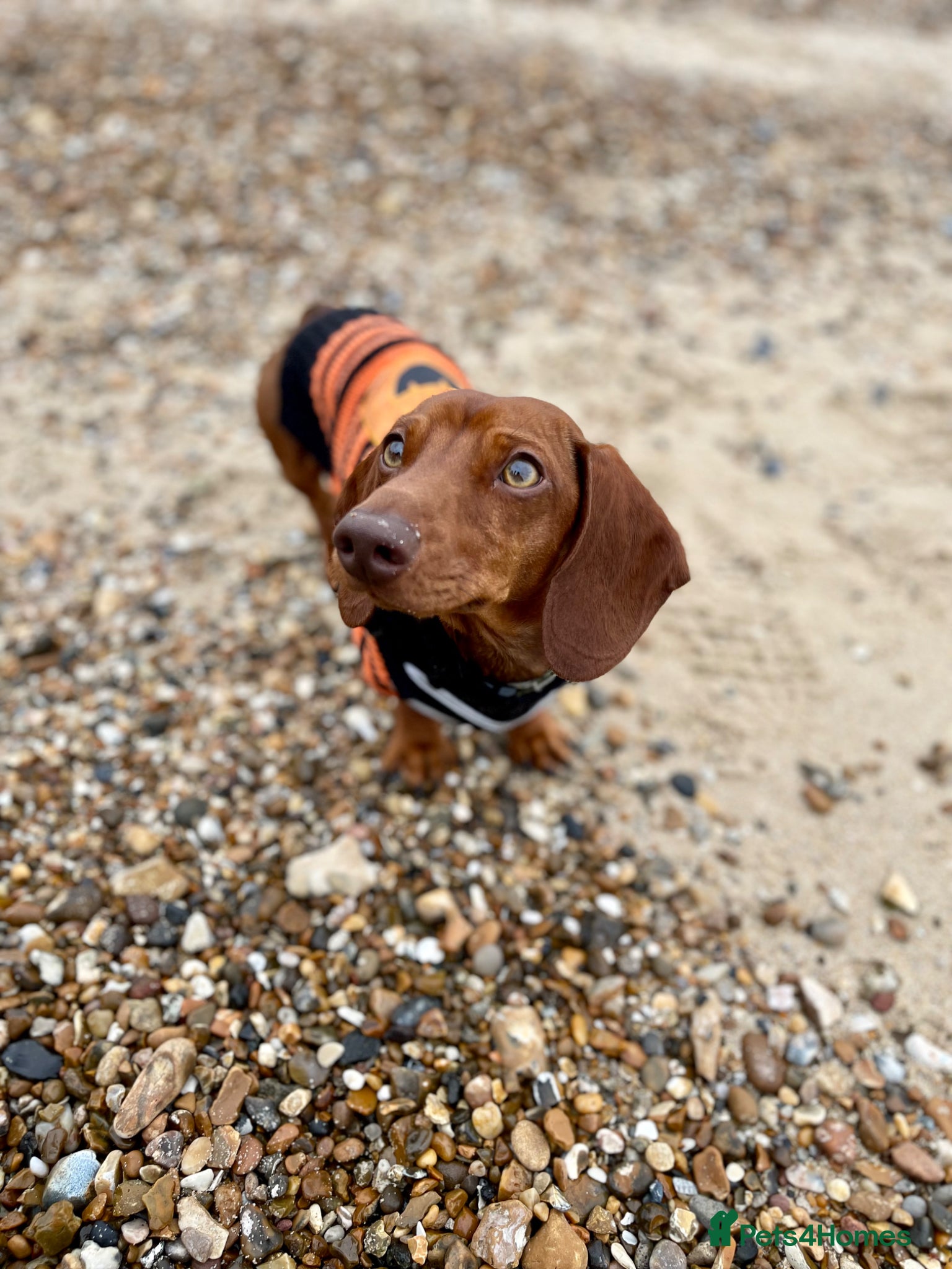 Miniature Dachshund dogs 6 year old mini dachshund looking for forever home - Advert 3