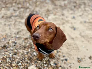 Miniature Dachshund dogs 6 year old mini dachshund looking for forever home - Advert 2