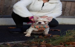 French Bulldog dogs for sale: 3 left- Fluffy French bulldogs pink & testable  - Advert 1
