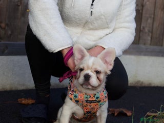 French Bulldog dogs 3 left- Fluffy French bulldogs pink & testable - Advert 5