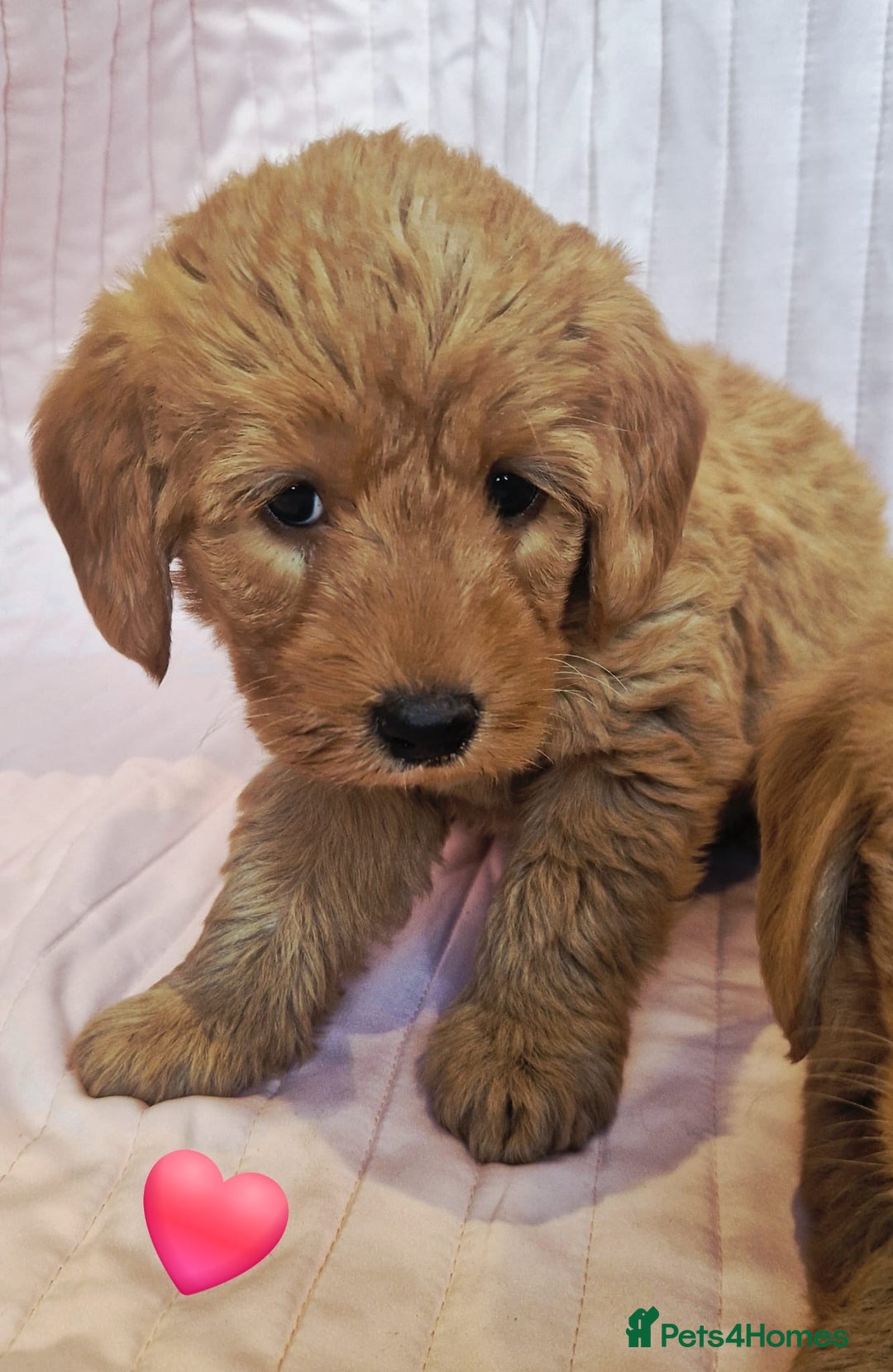 Labradoodle dogs for sale: Beautiful F1 Labradoodles - Advert 17