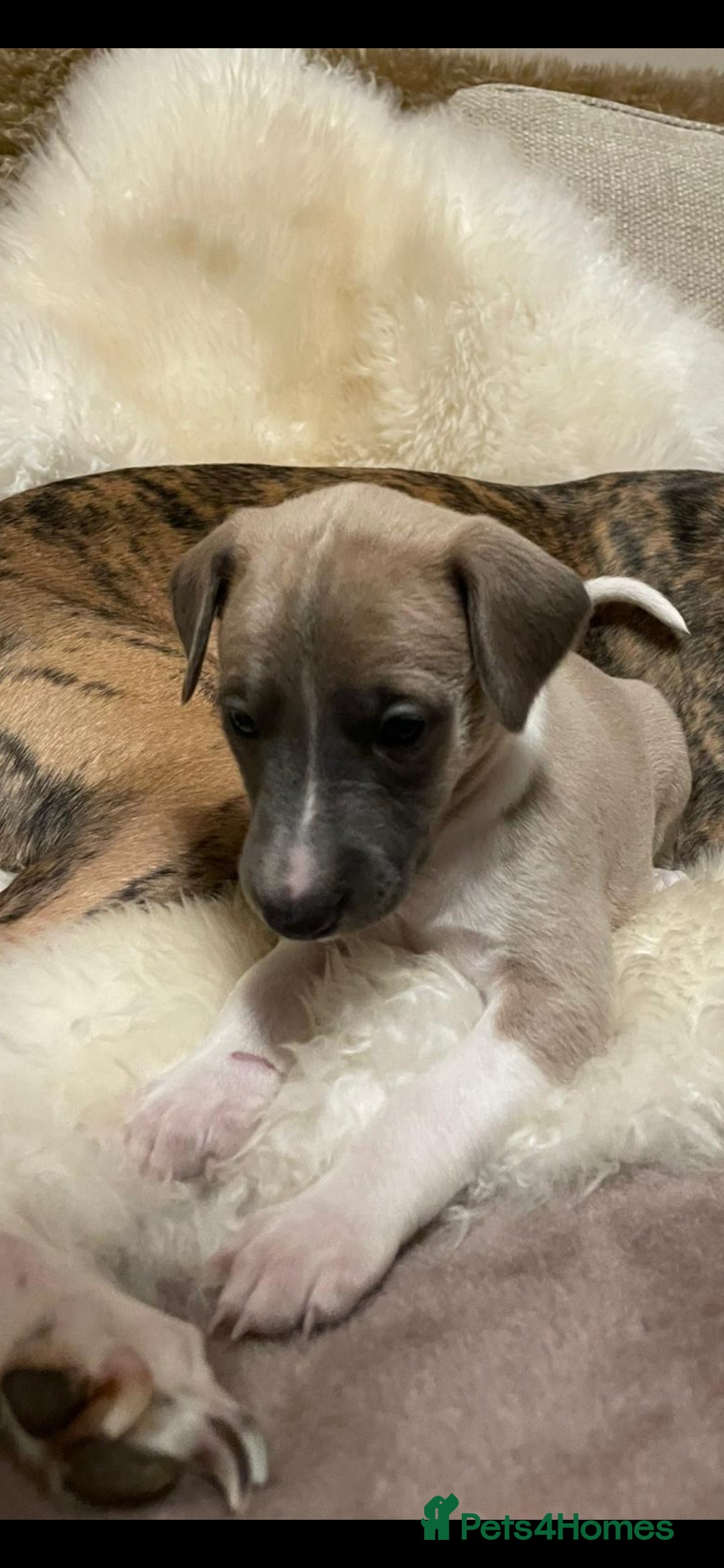 Whippet dogs for sale: KC  REG WHIPPET PUPS - Advert 35