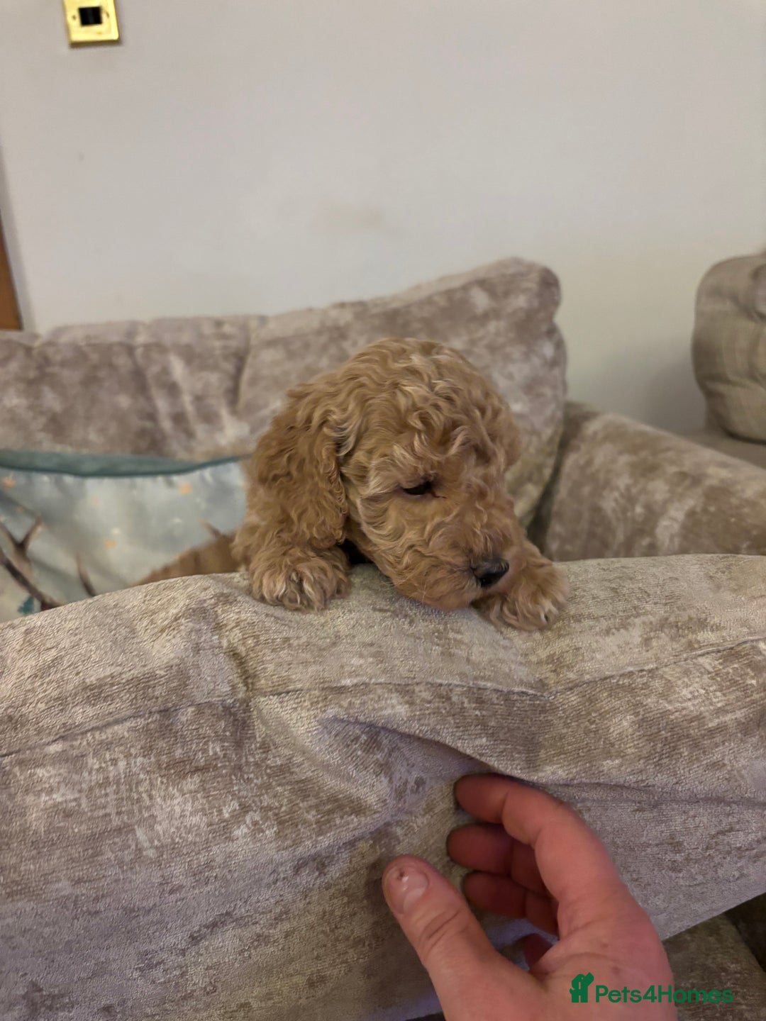 Sproodle dogs for sale: Gorgeous Sproodle F1b puppies - Advert 6