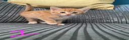 Mixed Breed cats for sale: 5 beautiful kittens  - Advert 3