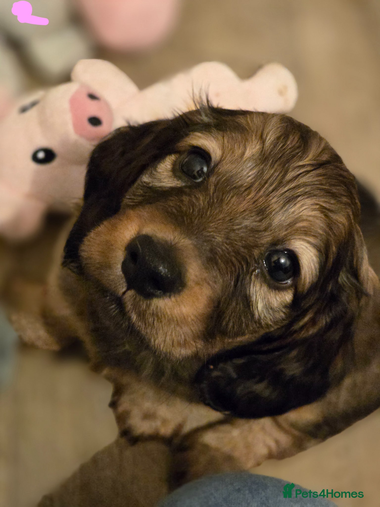 Miniature Dachshund dogs Longhaired 3Girls 1Boy - Advert 14