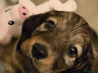 Miniature Dachshund dogs Longhaired 3Girls 1Boy - Advert 14