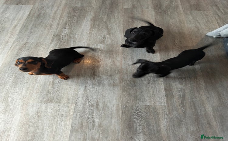 Miniature Dachshund dogs in Kidderminster - Advert 10