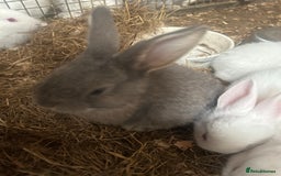 Continental Giant rabbits for sale: Baby continental giants for sale - Image 5