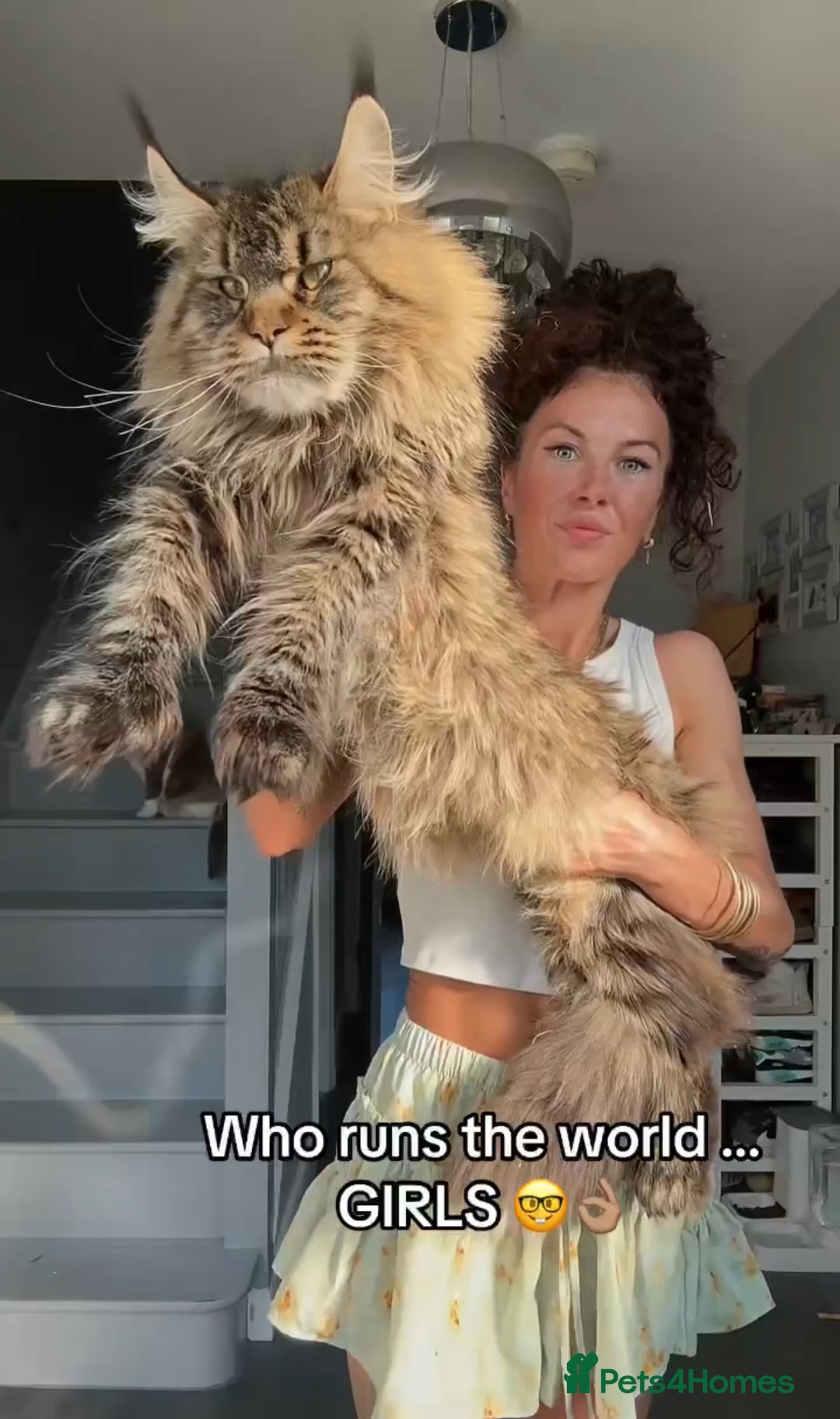 Maine Coon cats for sale: Russian Import Maine Coon Kittens  - Advert 2