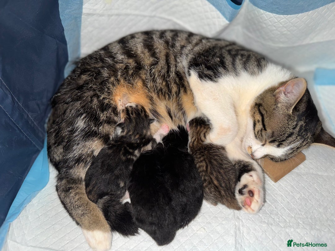 American Shorthair cats for sale: 2 BLACK FEMALE KITTENS FOR SALE - Image 13