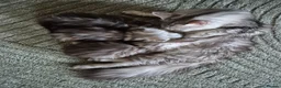Maine Coon cats for sale: Pedigree mainecoon kittens  - Advert 1