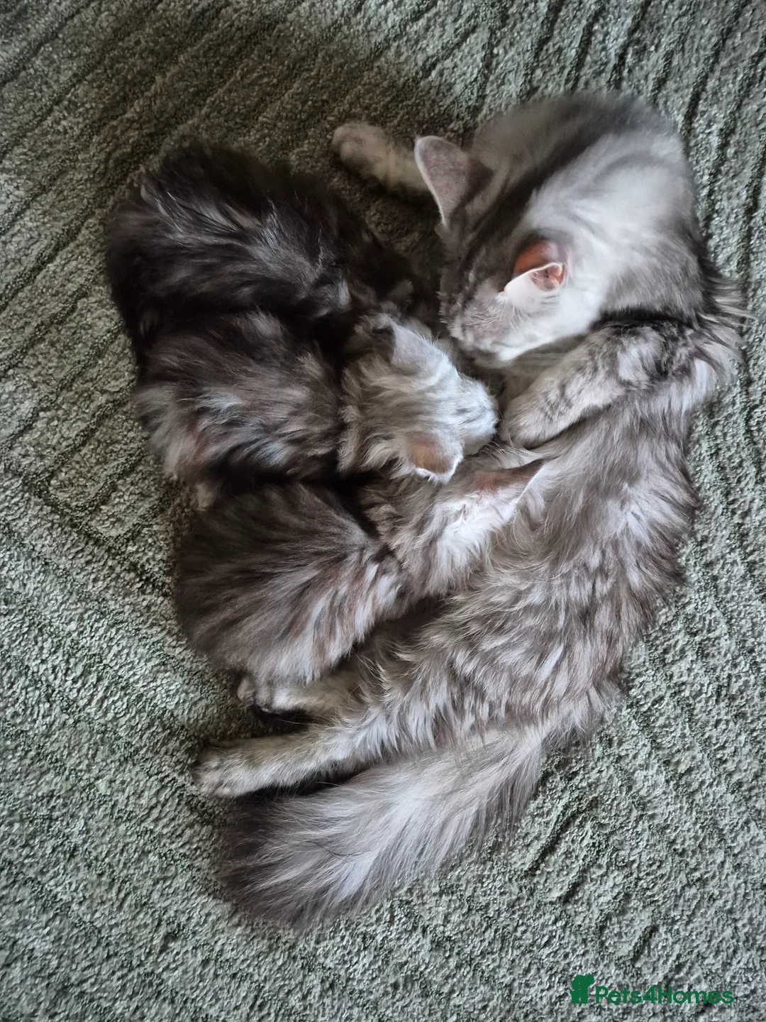 Maine Coon cats for sale: Pedigree mainecoon kittens  - Advert 1