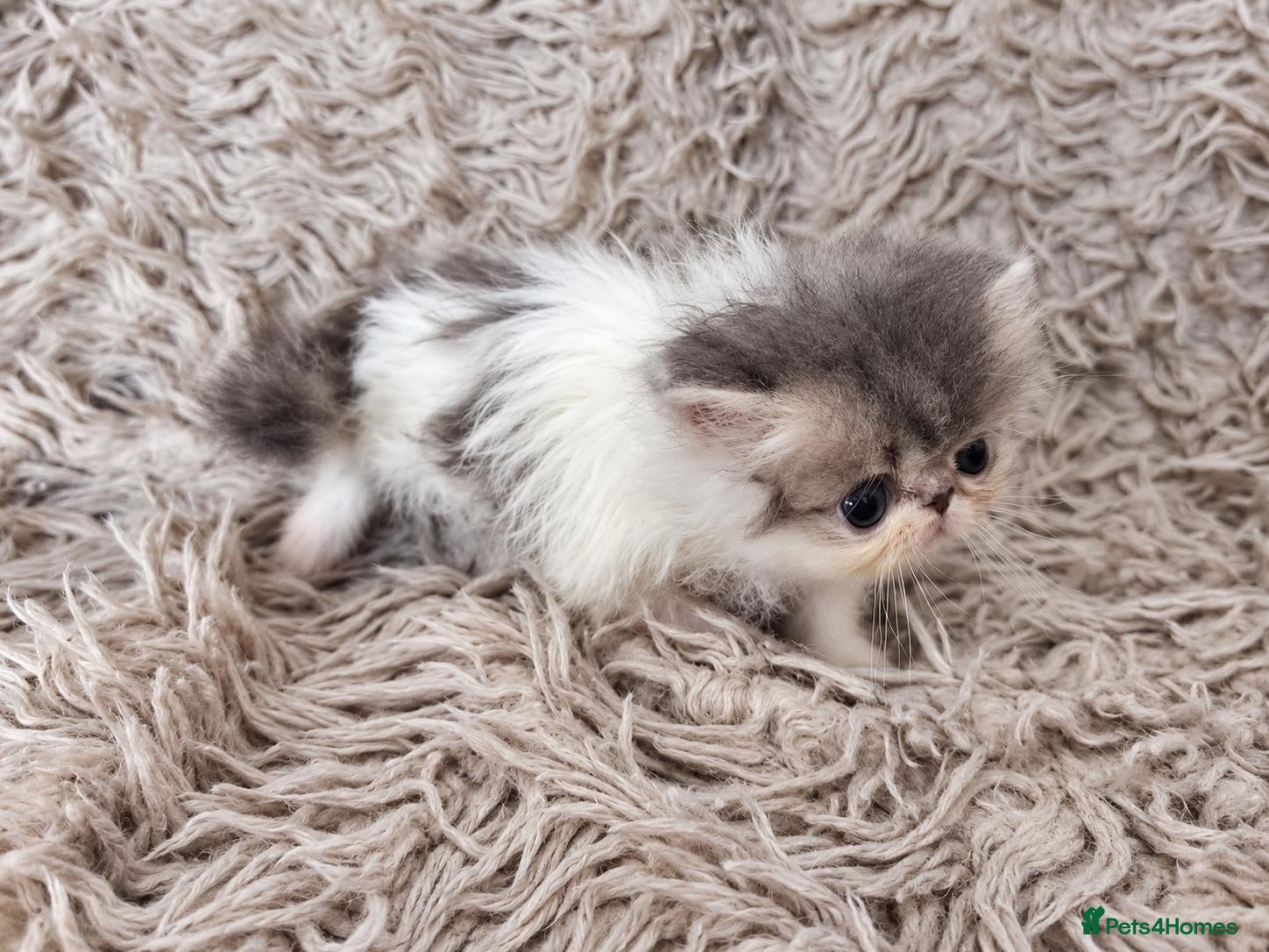 Persian cats for sale: Persian kittens - Advert 1