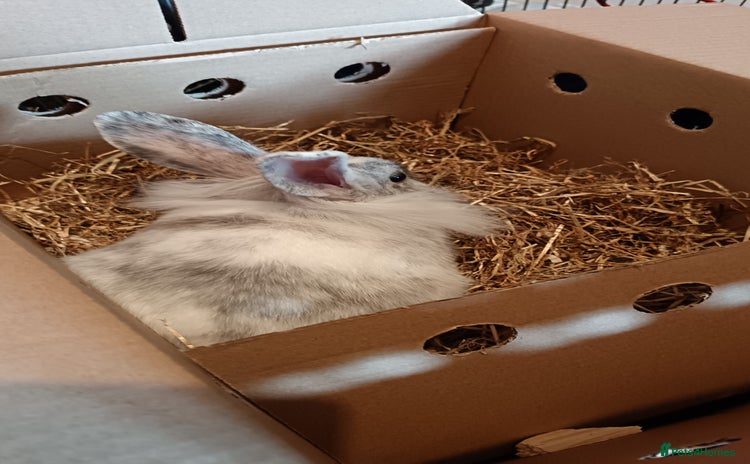 Mixed Breed rabbits - Advert 1