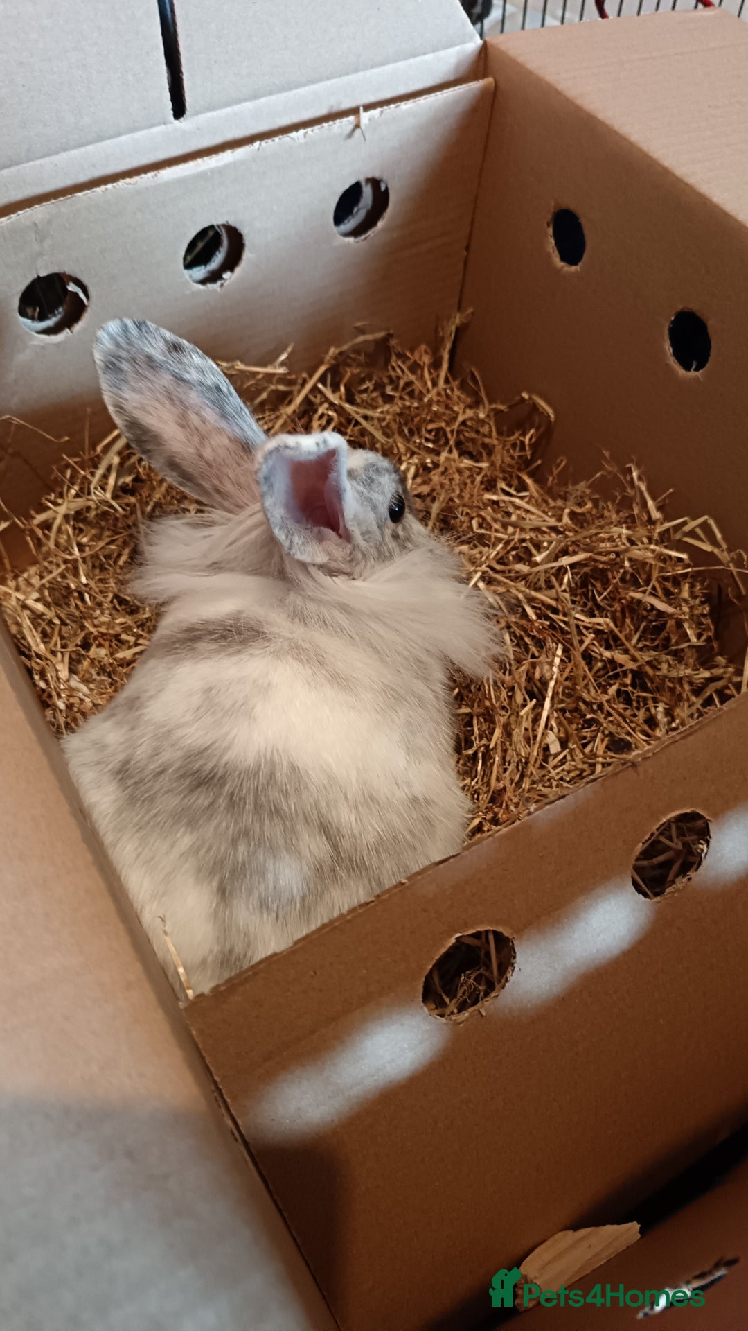 Mixed Breed rabbits for sale: White rabit and hutch  - Image 1