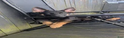 German Shepherd dogs for sale: Thor the German shepherd puppy 4 months old - Advert 2