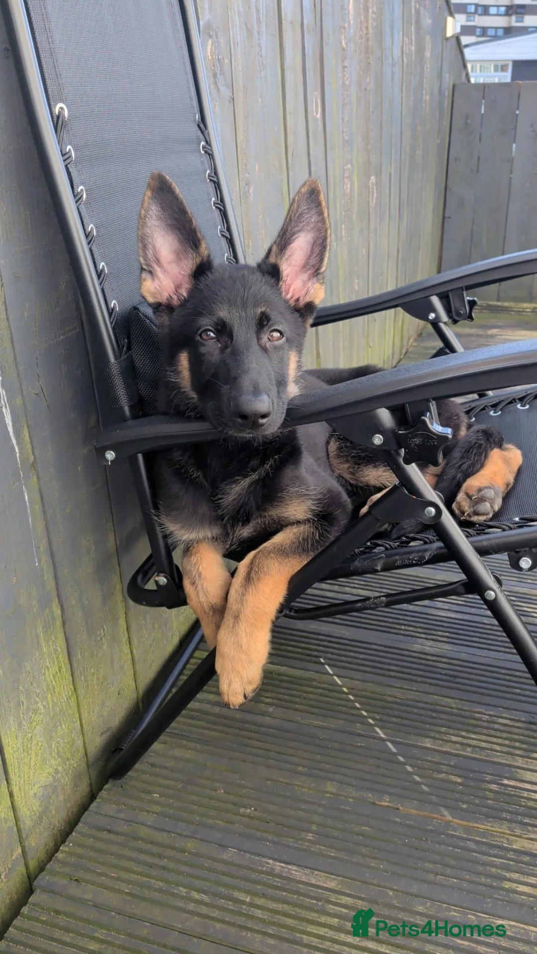 German Shepherd dogs for sale: Thor the German shepherd puppy 4 months old - Advert 2