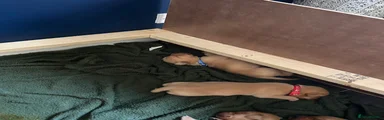 Dark blue collar 