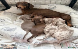 Miniature Dachshund dogs for sale: Stunning Kennel Club Registered Litter - Image 3