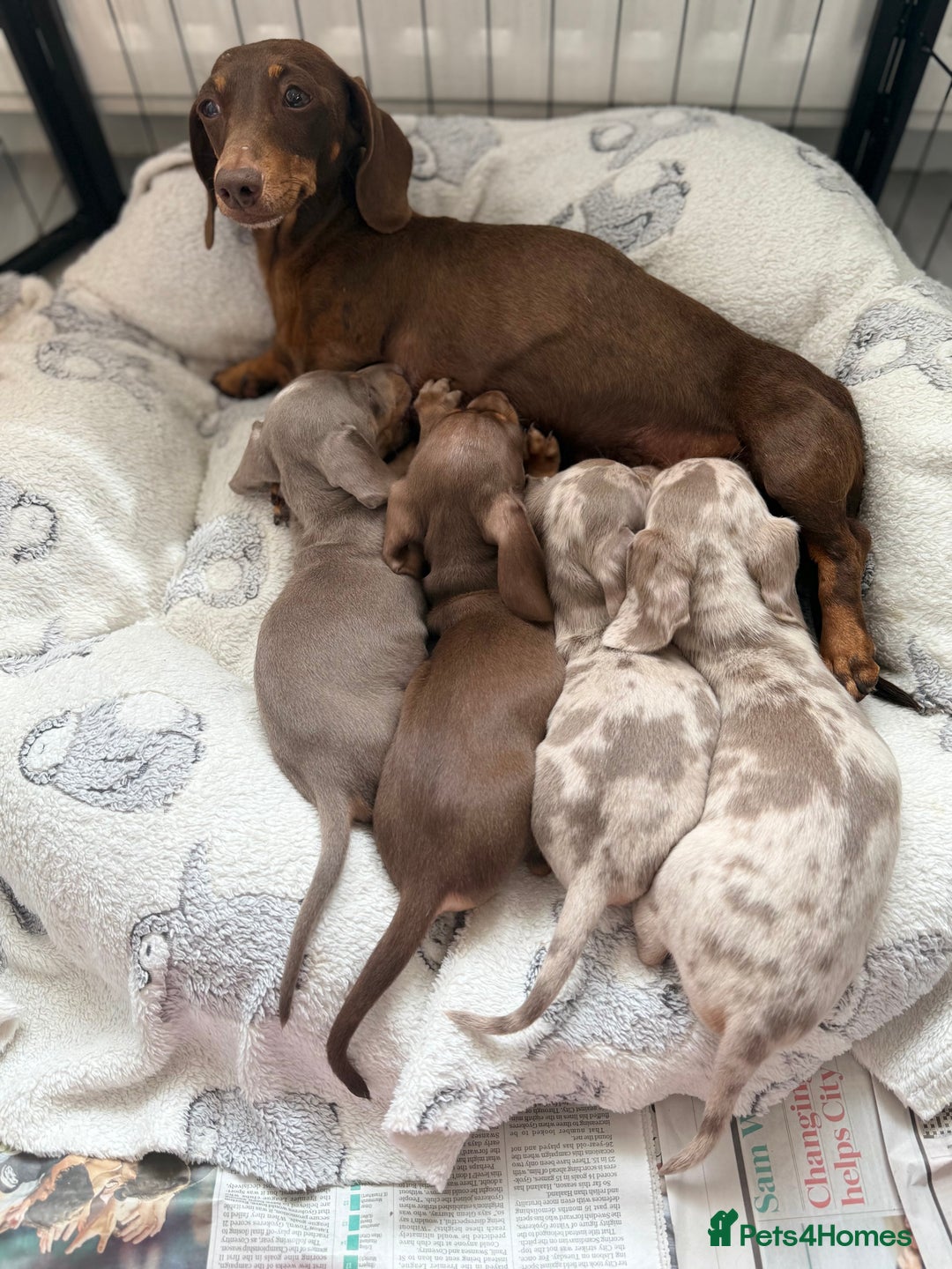 Miniature Dachshund dogs for sale: Stunning Kennel Club Registered Litter - Image 3