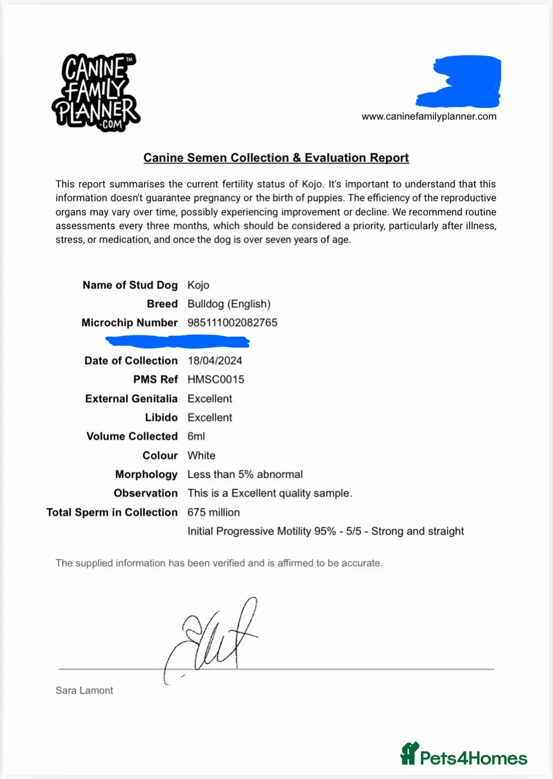 English Bulldog dogs for stud: 👑KING-KOJO👑 - Advert 7