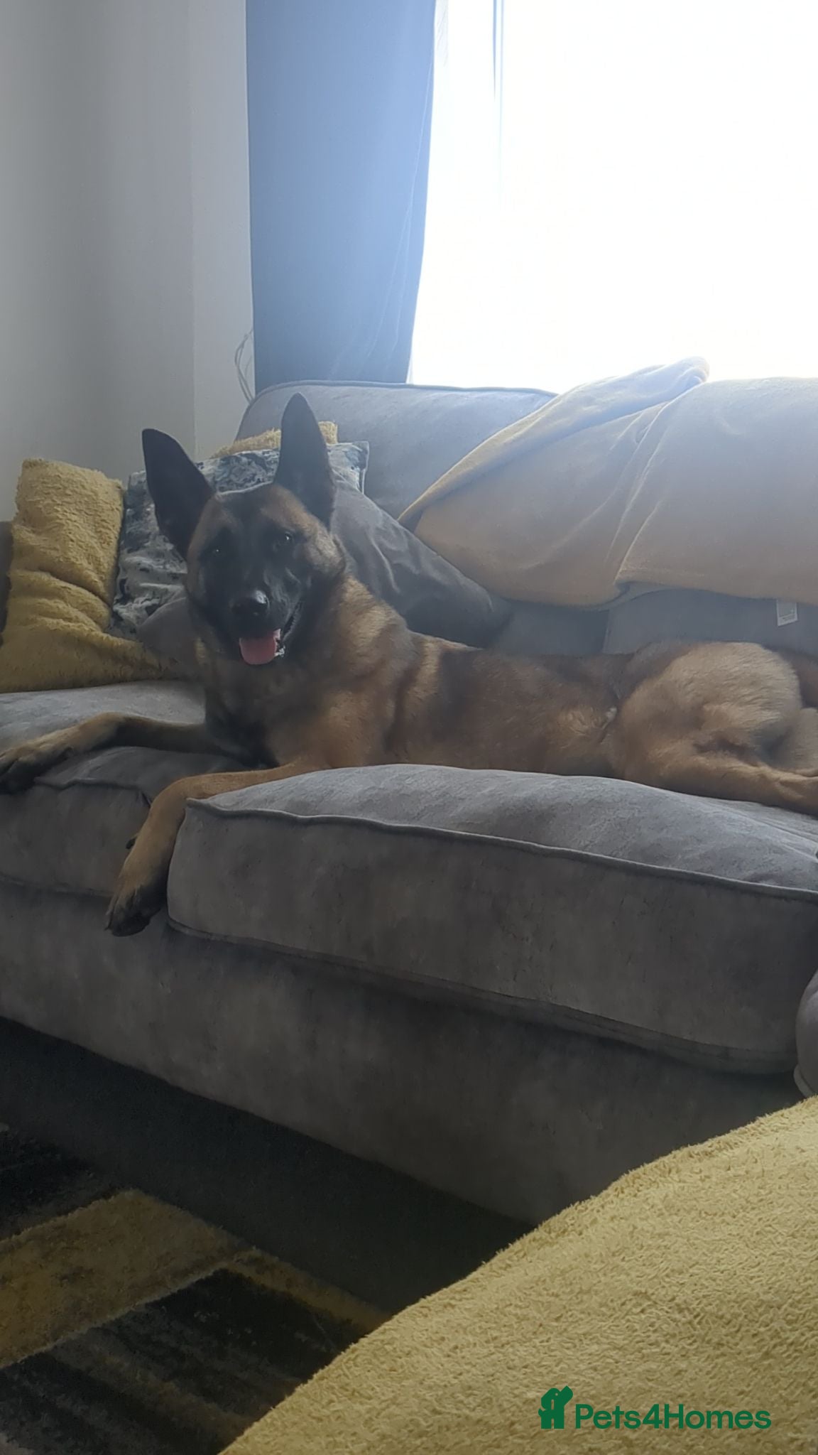 Belgian Shepherd Dog dogs Looking for a stud for my female Belgian malinios  - Advert 5