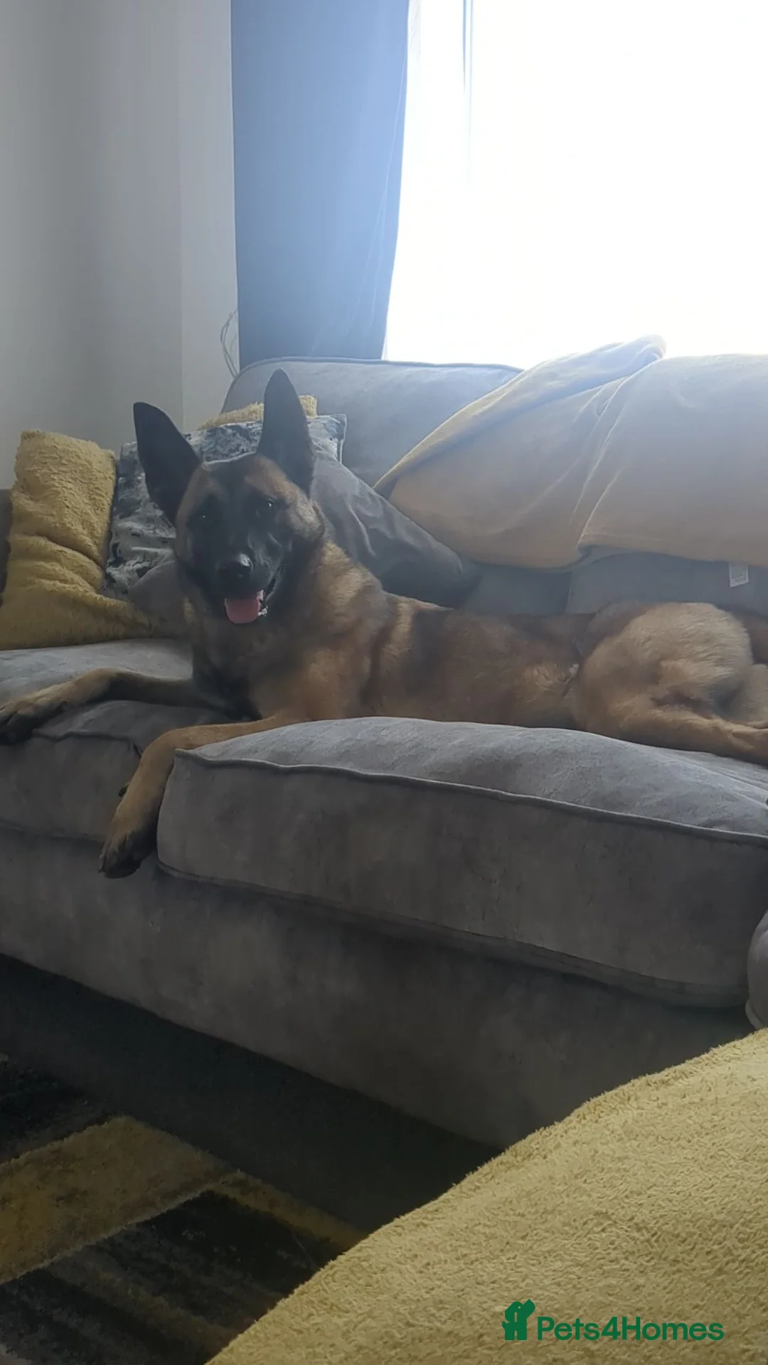 Belgian Shepherd Dog dogs for stud: Looking for a stud for my female Belgian malinios  in Hartlepool - Advert 1