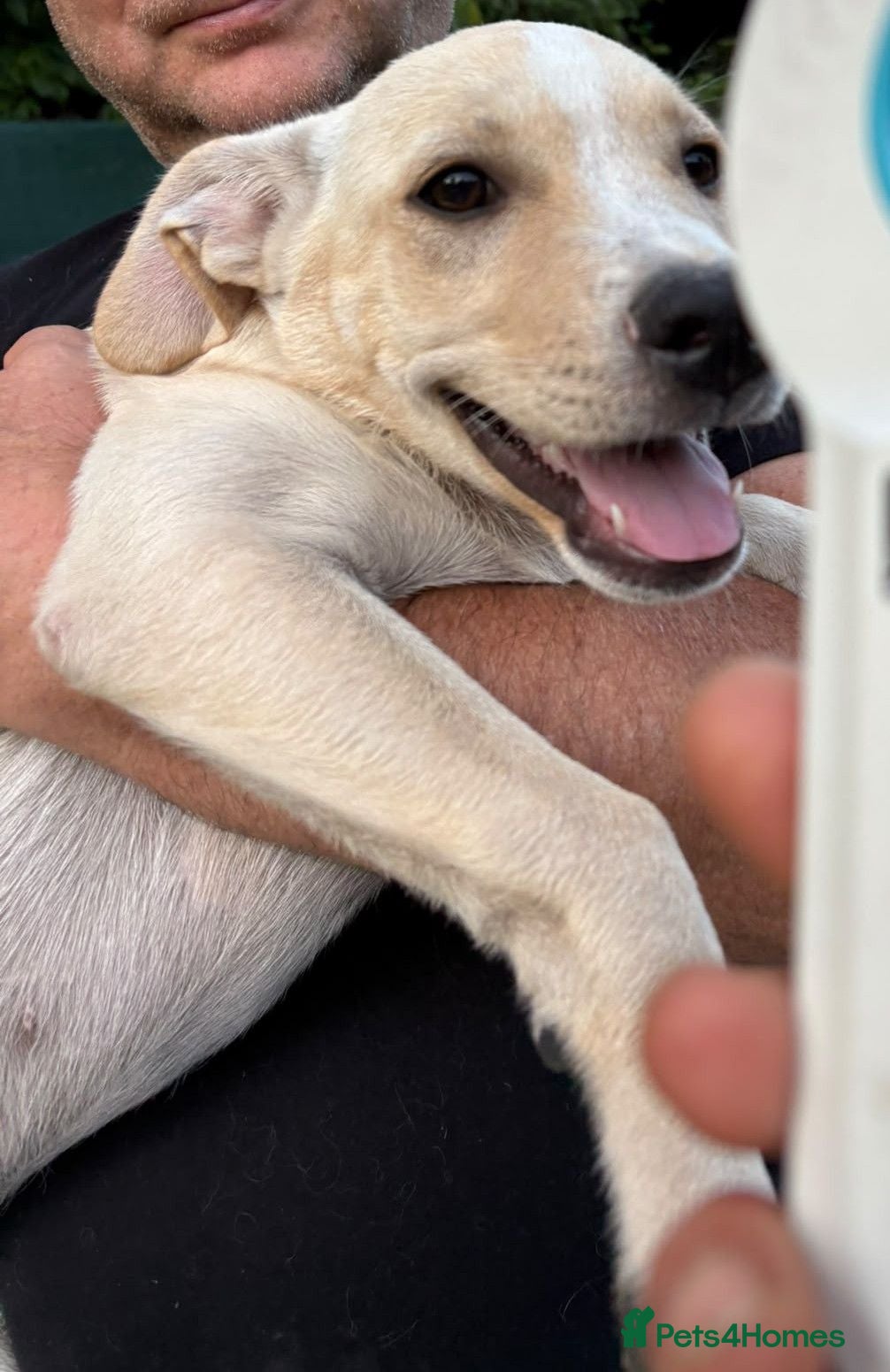 Mixed Breed dogs AZALEA– The Little Lap Dog Who May Not Stay Little - Advert 2