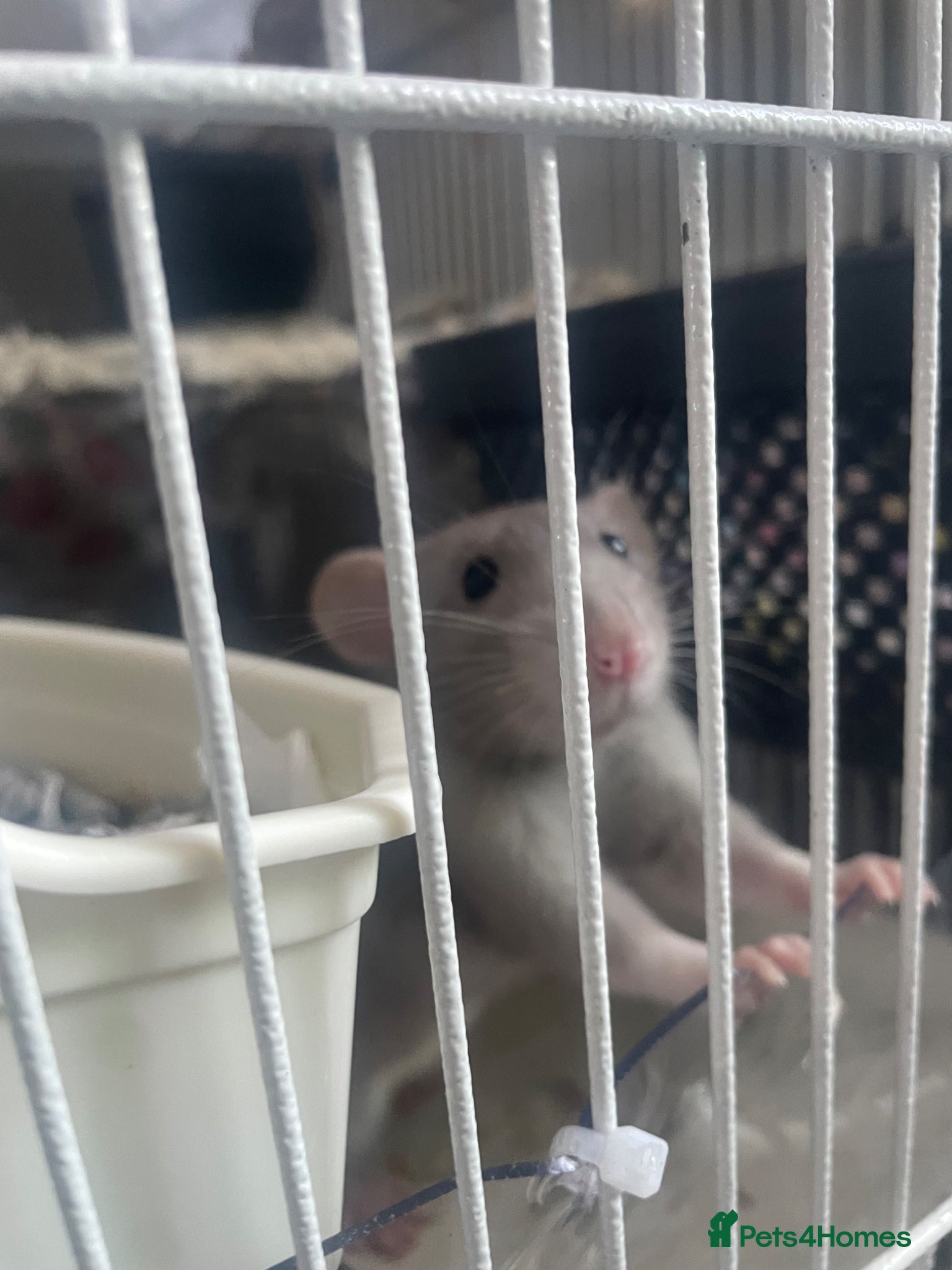 Rat rodents for sale: Four lovely rats looking for a forever home  - Advert 2