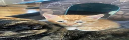 Mixed Breed cats for sale: 3 kittens for sale  - Advert 13