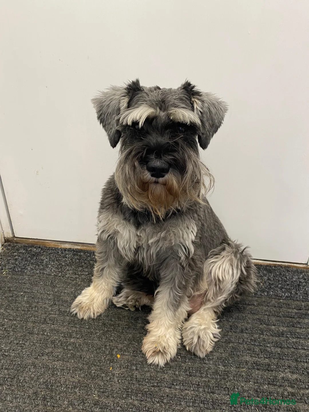 Miniature Schnauzer dogs for sale: KC Registered Miniature Schnauzer - Advert 2