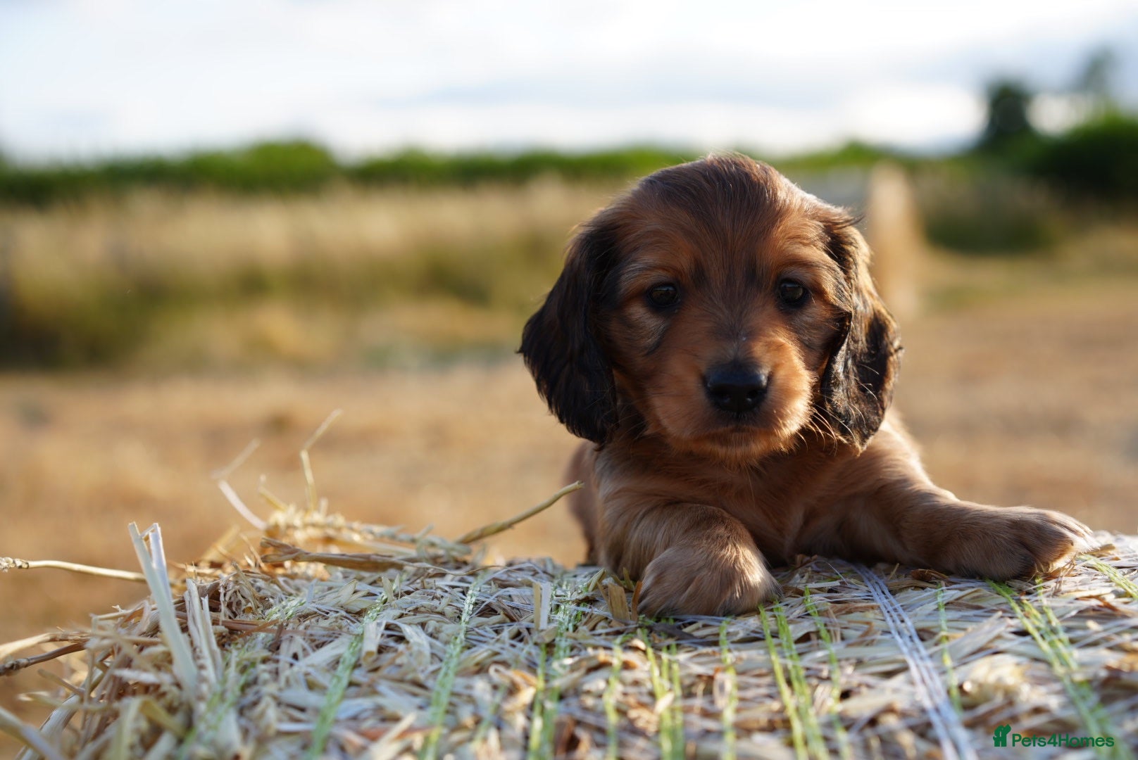 Miniature Dachshund dogs From IVDD Screened & BVA eye tested parents   - Advert 1