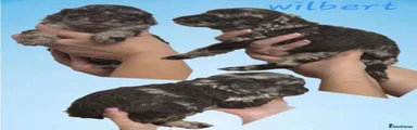 Cockapoo 5