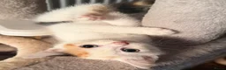 Mixed Breed cats for sale: 6 beautiful kittens  - Advert 11
