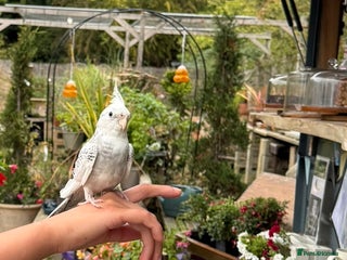 Cockatiels birds - Advert 30