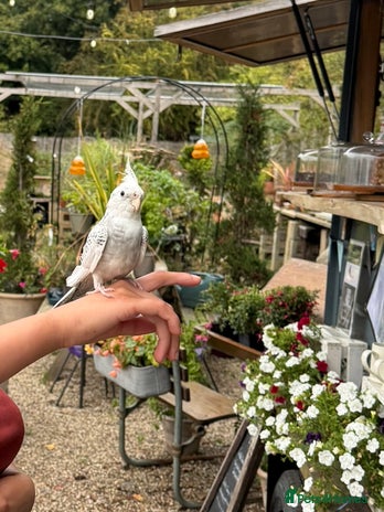 Cockatiels birds - Advert 2