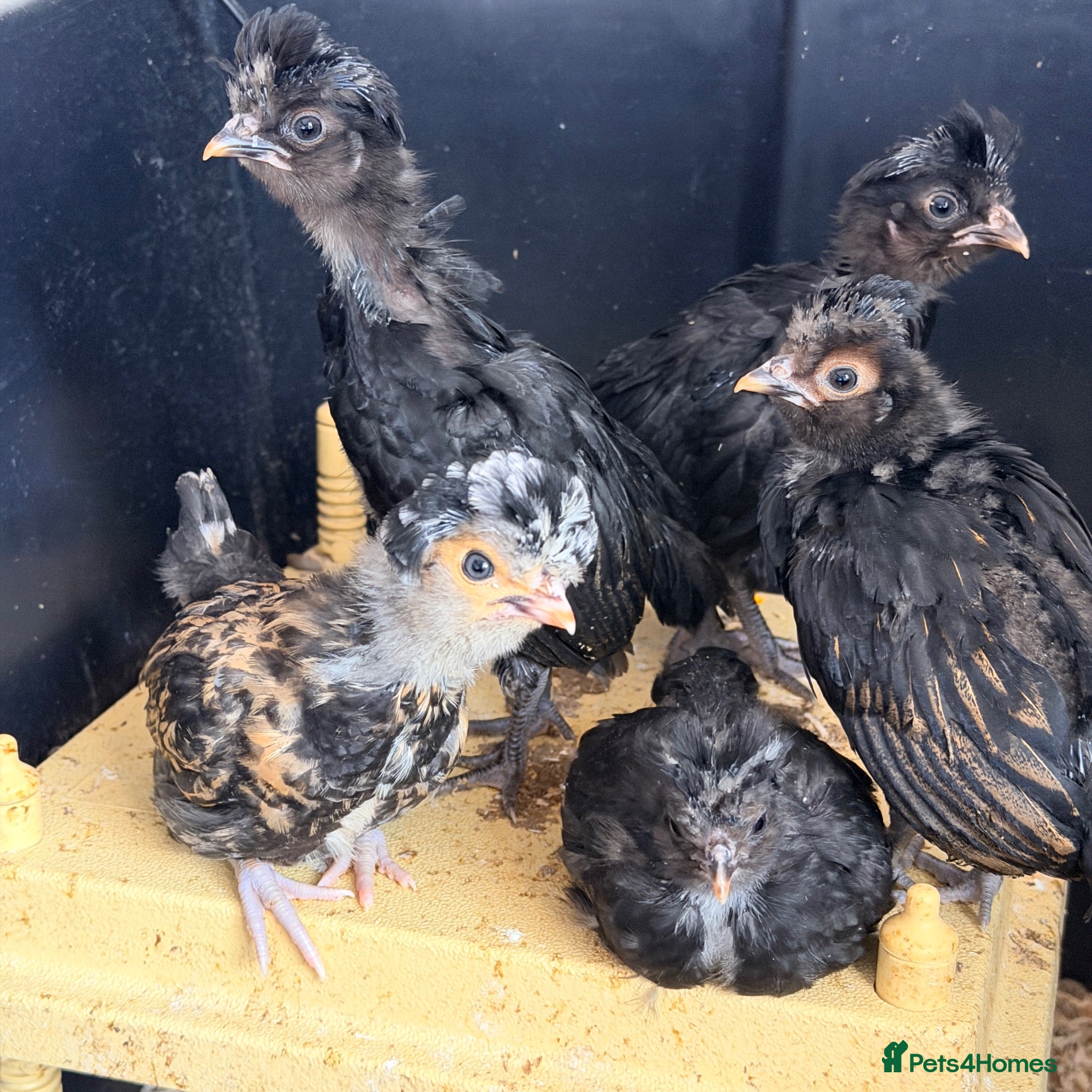 Chickens poultry Silkies & polish chicks  - Advert 2