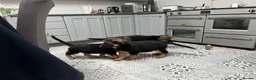 German Shepherd dogs for sale: Pure German Shepherd puppies  - Advert 12