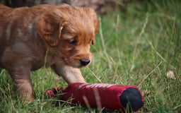 Golden Retriever dogs for sale: Dark Red Kc Registered Golden Retriever Puppies - Image 1