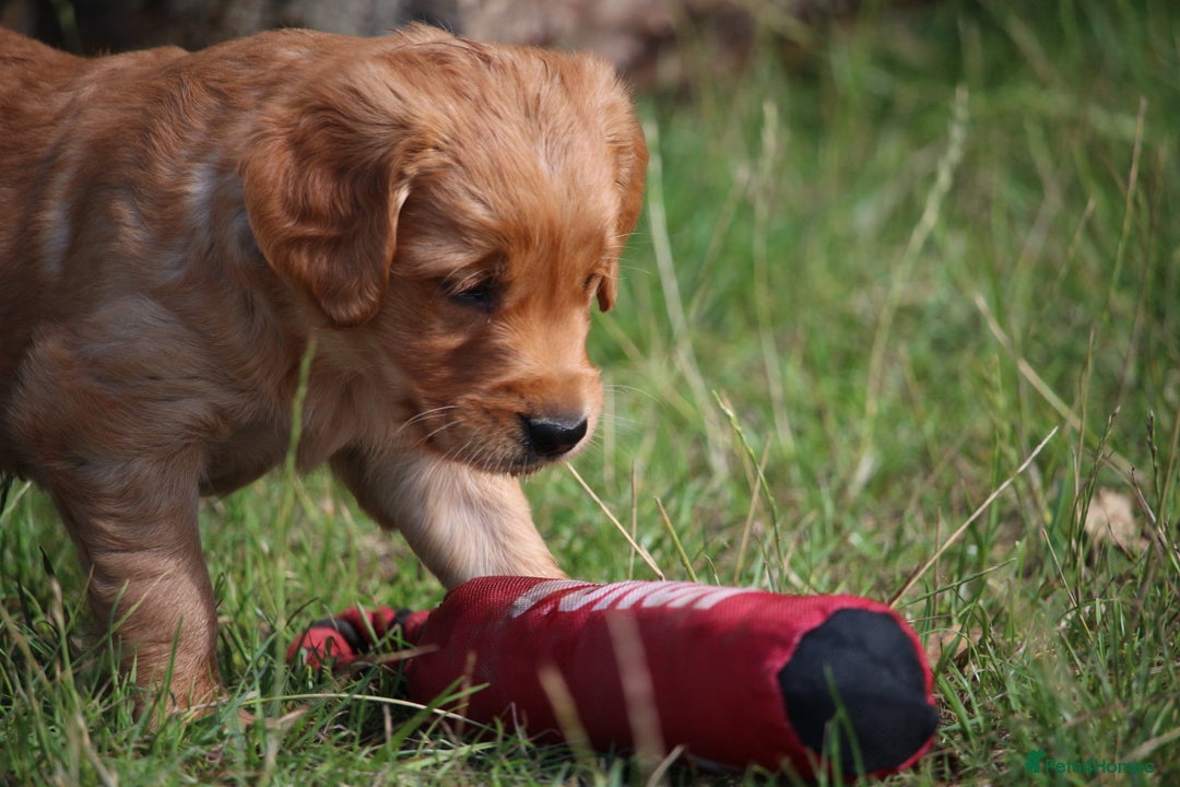 Golden Retriever dogs for sale: Dark Red Kc Registered Golden Retriever Puppies - Image 1