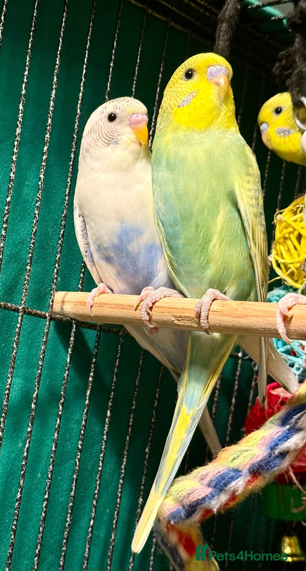 Budgerigars birds Bonded Pair  budgies young  wa7  - Advert 2