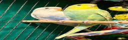 Budgerigars birds for sale: Bonded birds 10 week  budgies young  wa7  - Advert 3