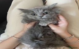 Persian cats for sale: Persian kittens  - Image 8