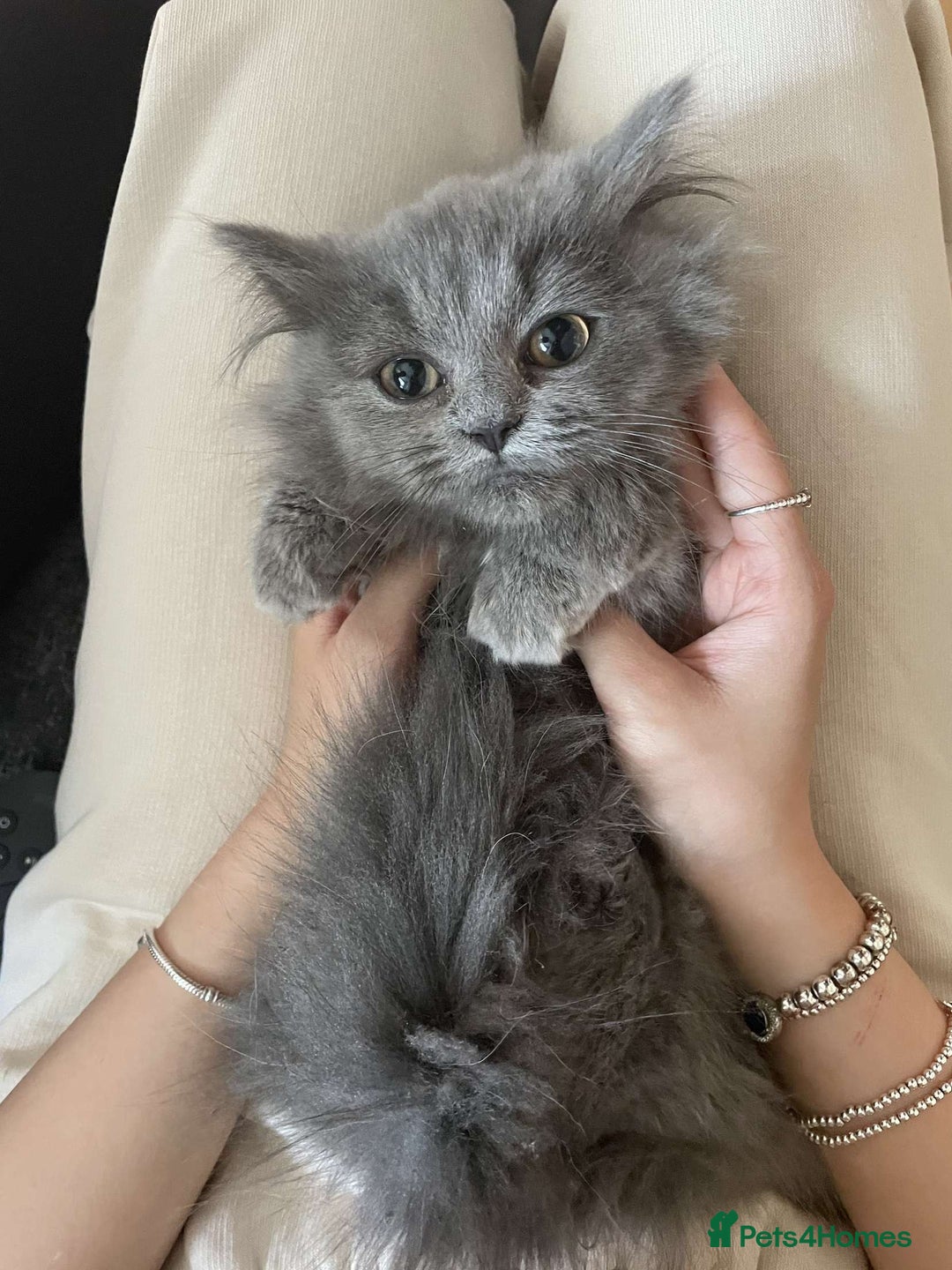 Persian cats for sale: Persian kittens  - Image 8